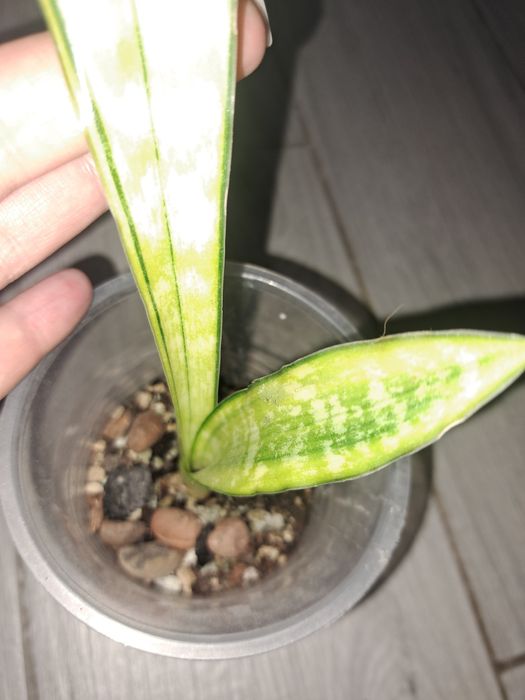 Аубрутіана варієгатна і аубрутіана nite lite