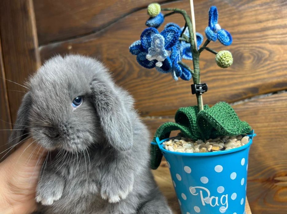 Mini lop karzełek teddy