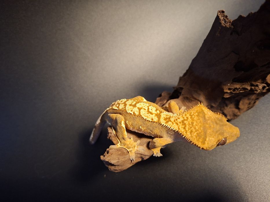 Samiec Gekona Orzęsionego!