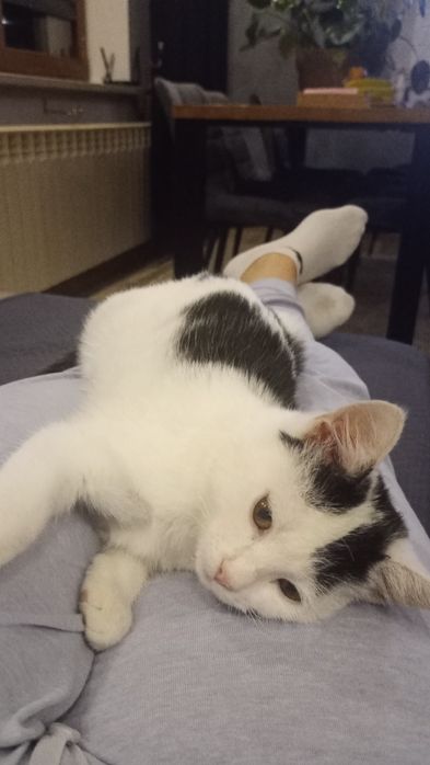 Trzymiesieczna kotka