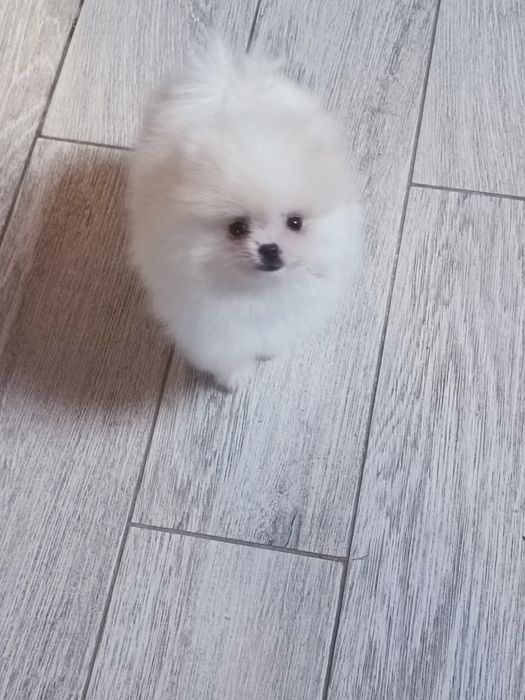 Pomeranian suczka mini mini