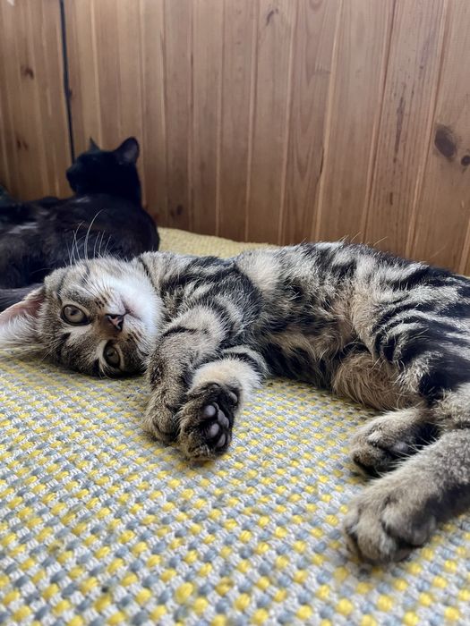 Віддам в добрі руки