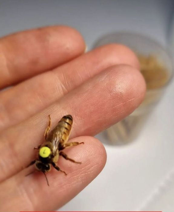 Бджоломатки БАКФАСТ F1 2025