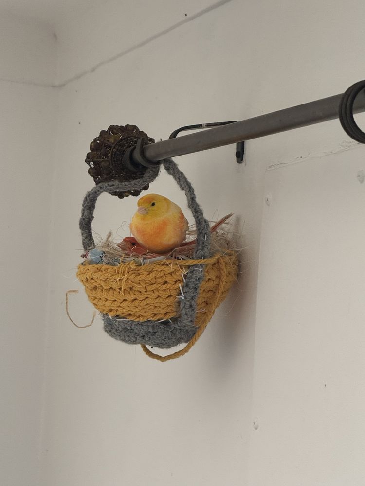 Canários criados em casa com carinho – só para quem ama aves