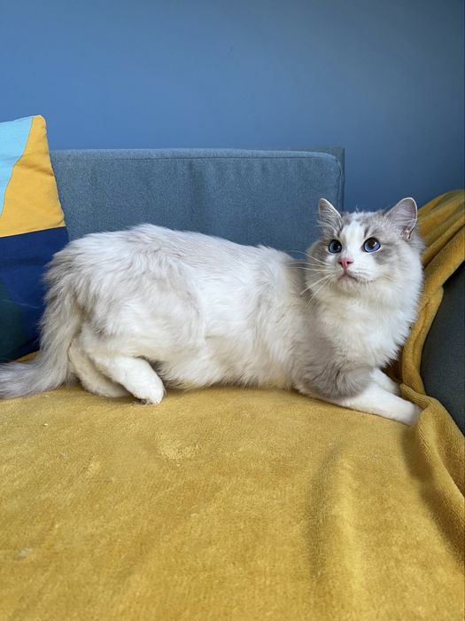 Kocurek Ragdoll adopcja / prawdziwy rodowód / kocięta FPL kotek kocur