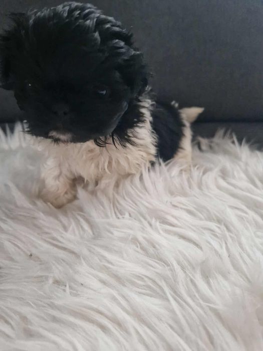 Suczka pekińczyk szczeniak