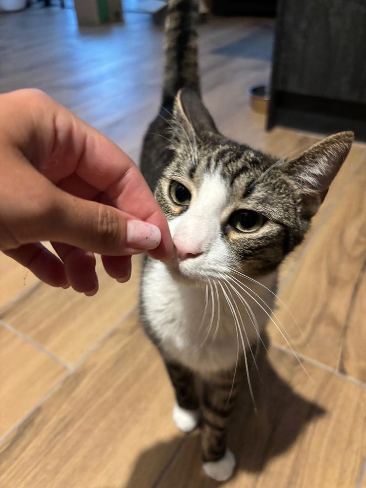 Kotka do adopcji