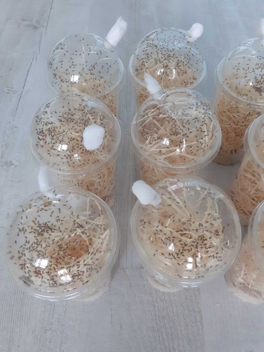 Drosophila melanogaster muszki nieloty