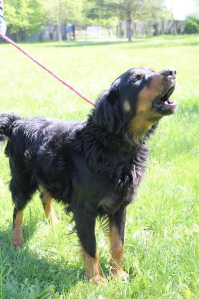 104835 Willy do adopcji