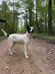 Do adopcji: Fina