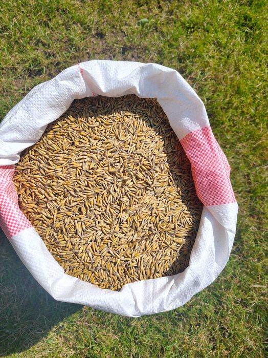 Owies 20 kg – Pasza Naturalna dla Koni, Królików, Drobiu, Gołębi