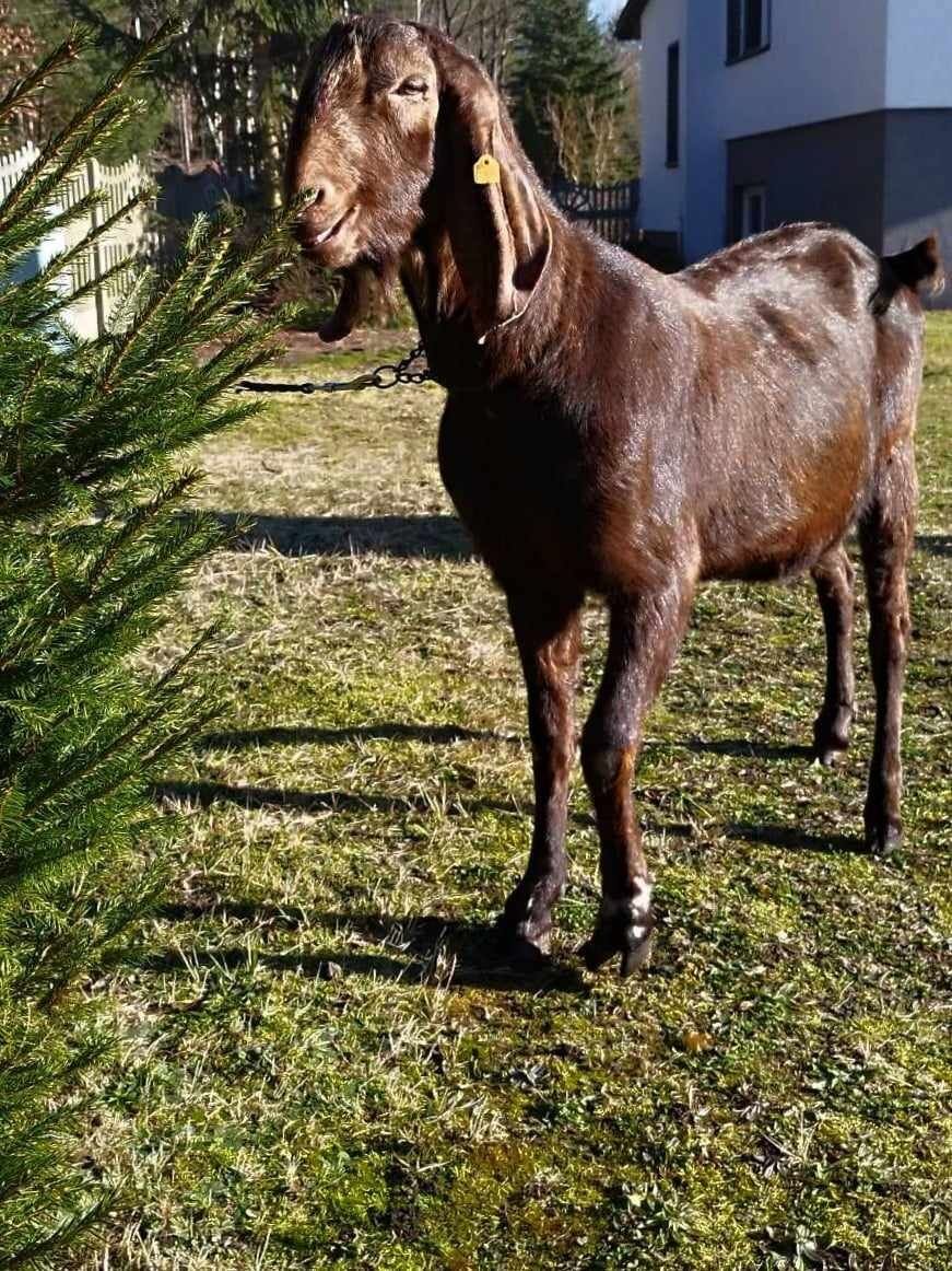 Samiec Kozioł Anglonubijski