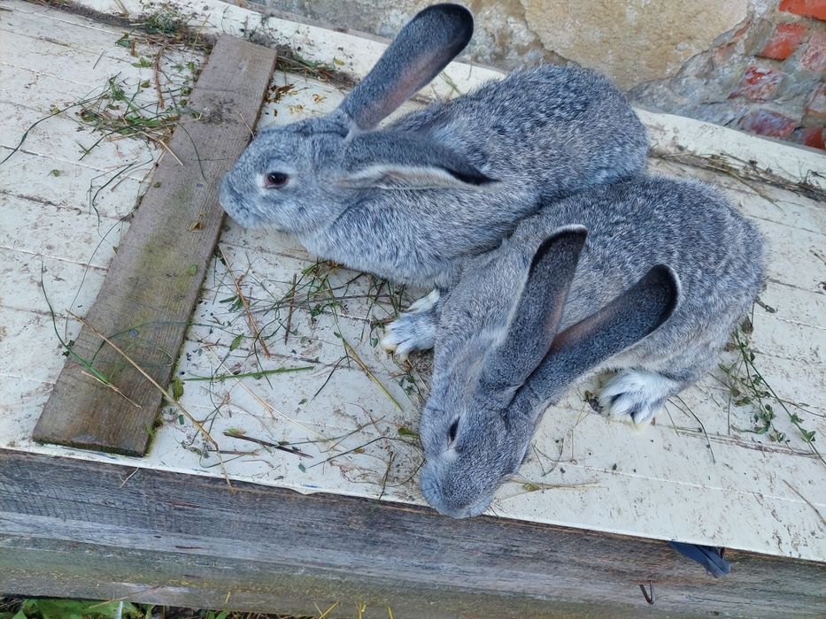 Продам молоді кролики.