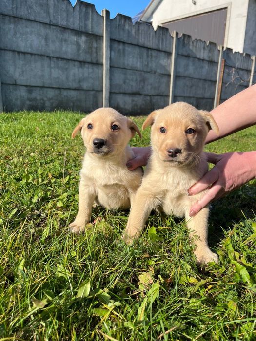 Цуценята Лабрадор