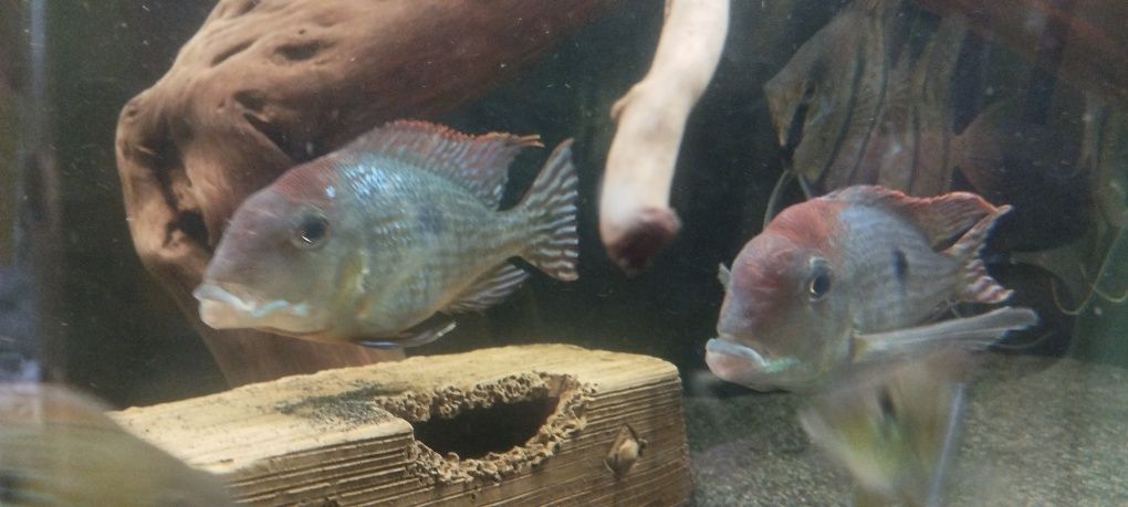 Ziemiojad Geophagus Red head tapajos