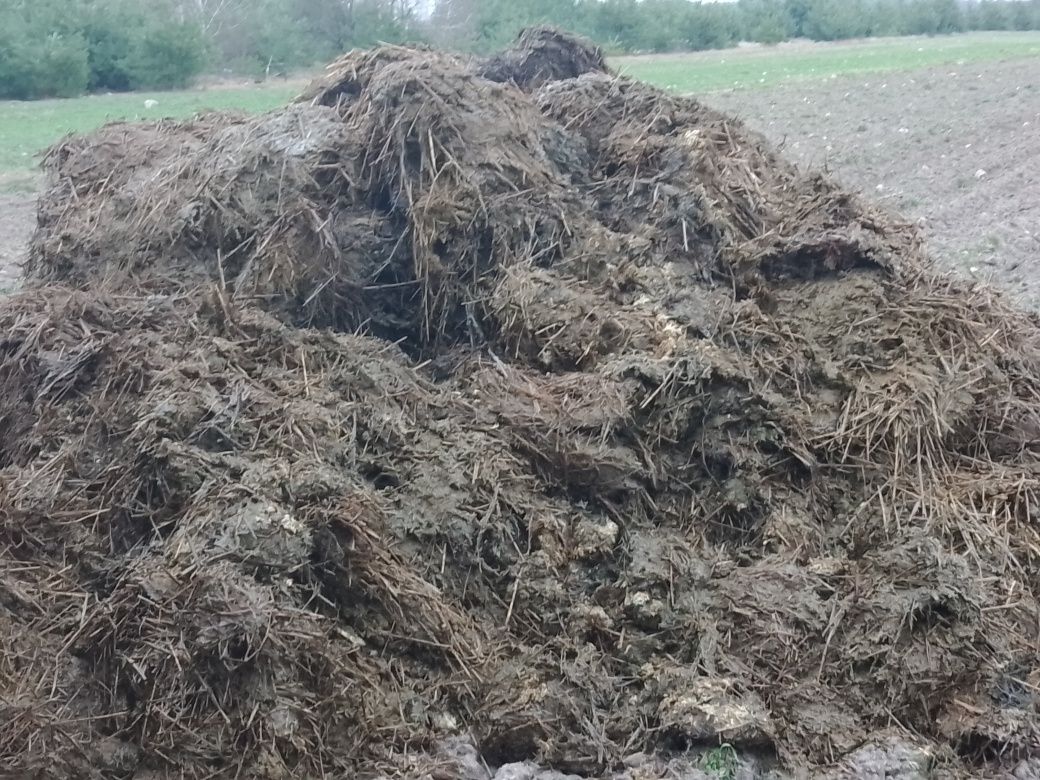 Obornik krowi z małą ilością słomy