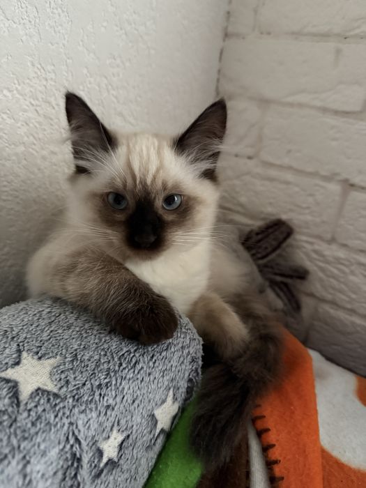 Тайский (сиамский) котёнок. Вакцинирован