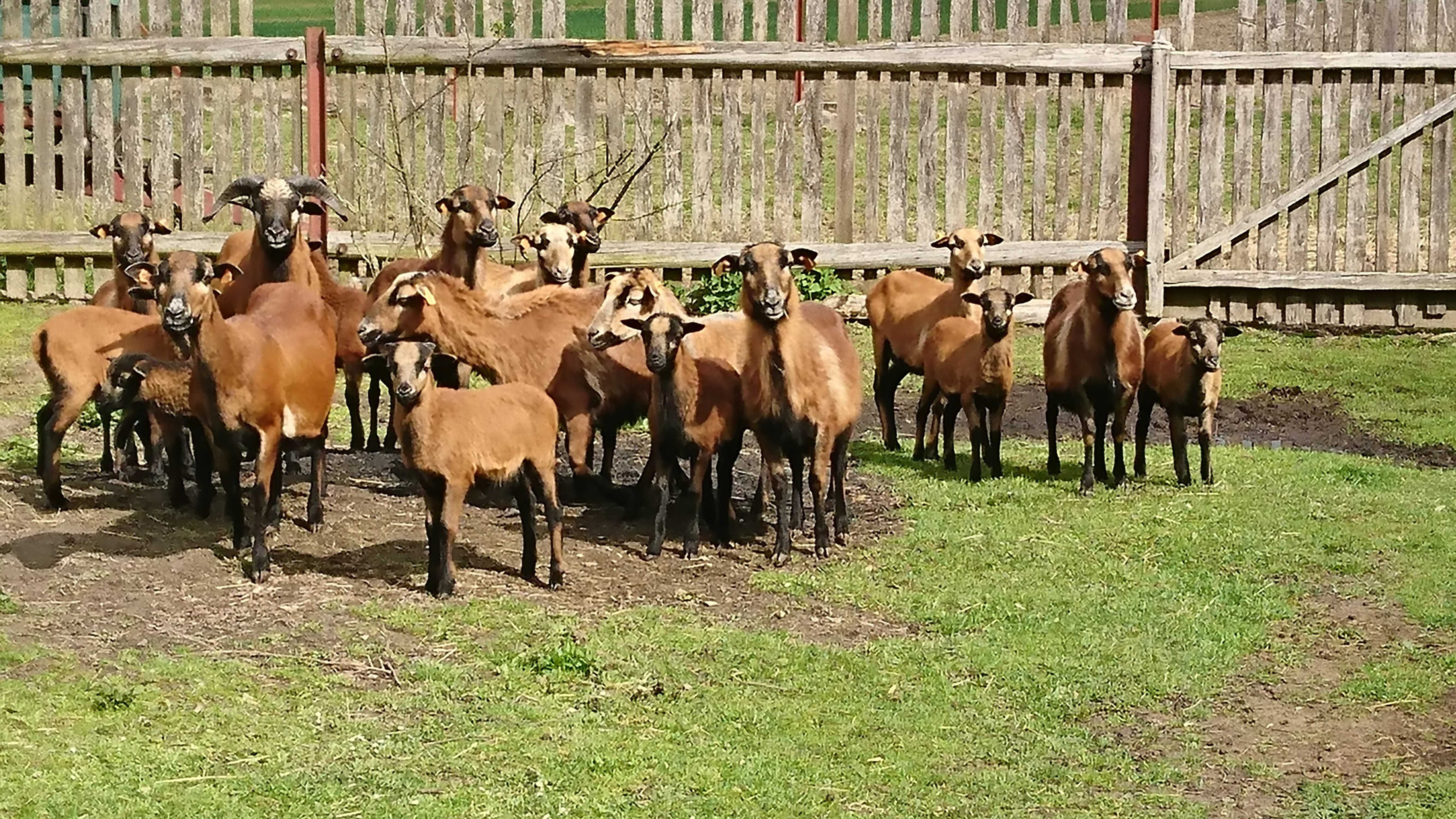 Owce kameruńskie