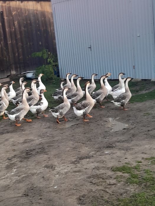 Sprzedam gęsi tegoroczne