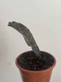 Sansevieria sanseweria star canyon granite