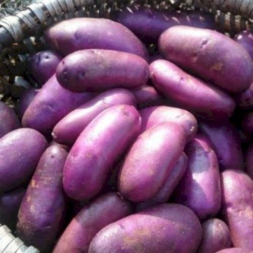 Картофель сорта ЦИГАНКА урожай 2023 года