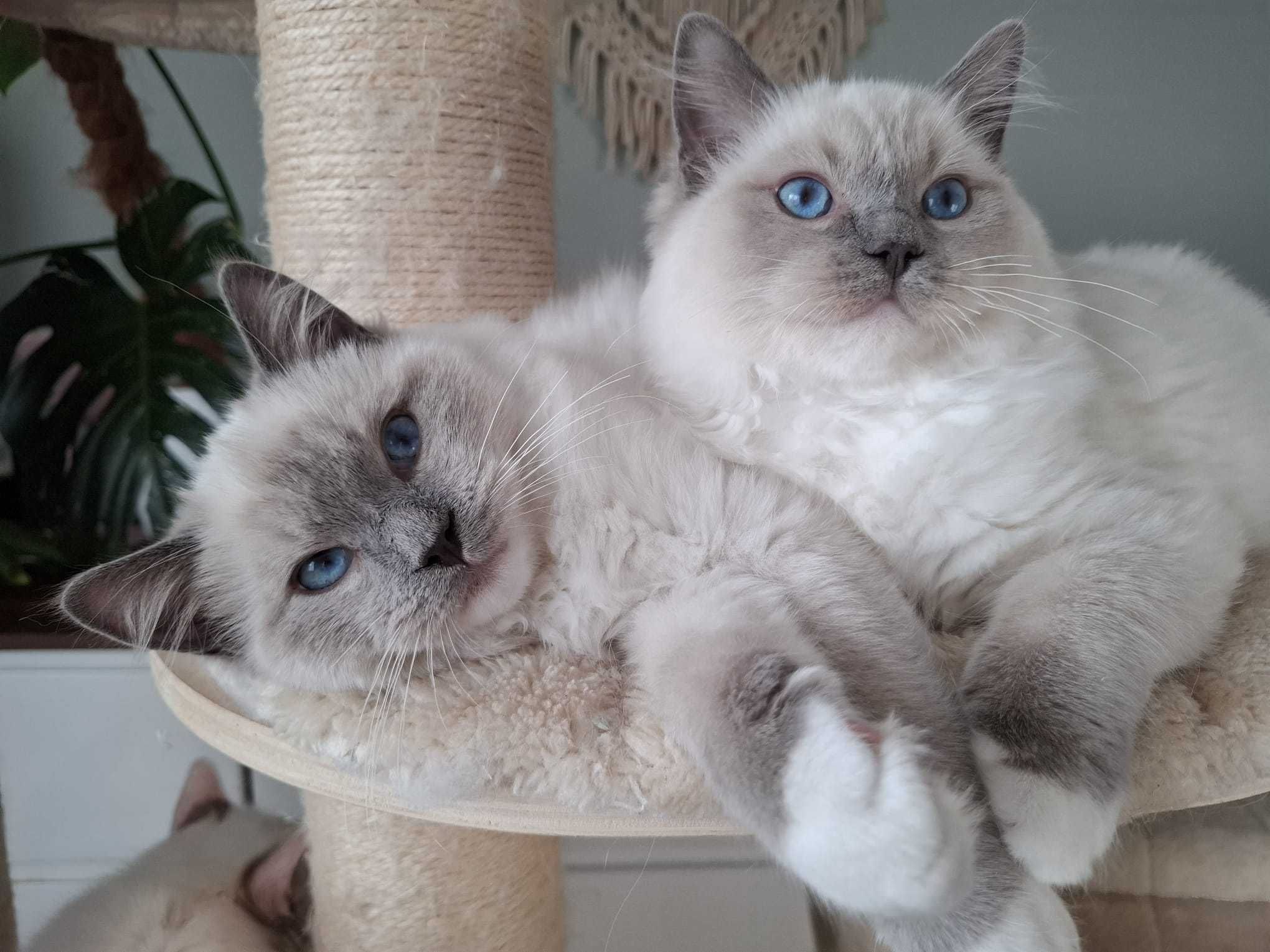 Chłopiec kocur Ragdoll blue mitted FPL mruczuś