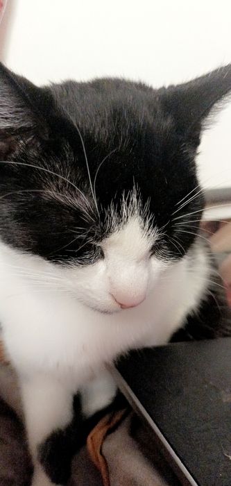 Zaginoł kot proszę o informację jeżeli była widziana