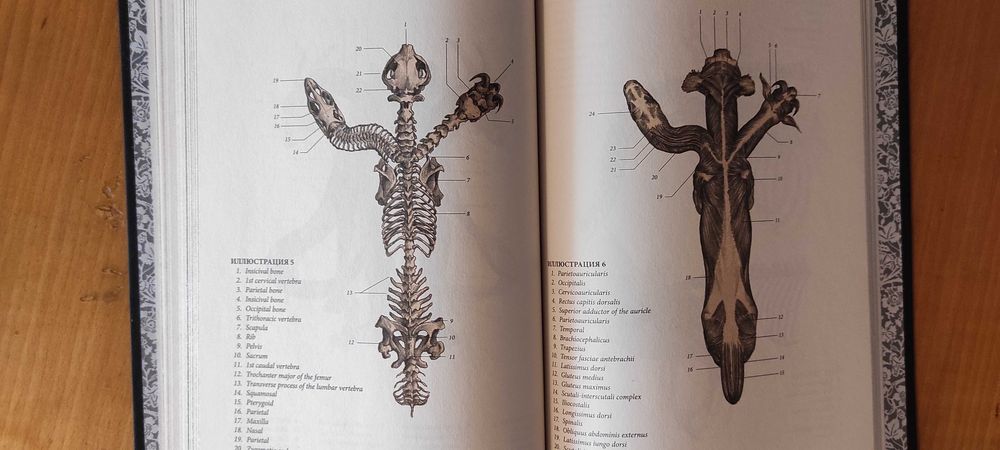 Эрик Б. Хадспет Химера