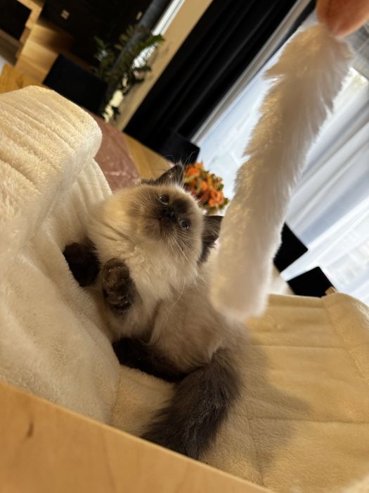 Ragdoll cudowny kocurek przepiekny przytulasny