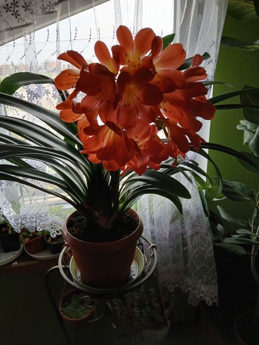 Cliwia.Kliwia kwiat doniczkowy .