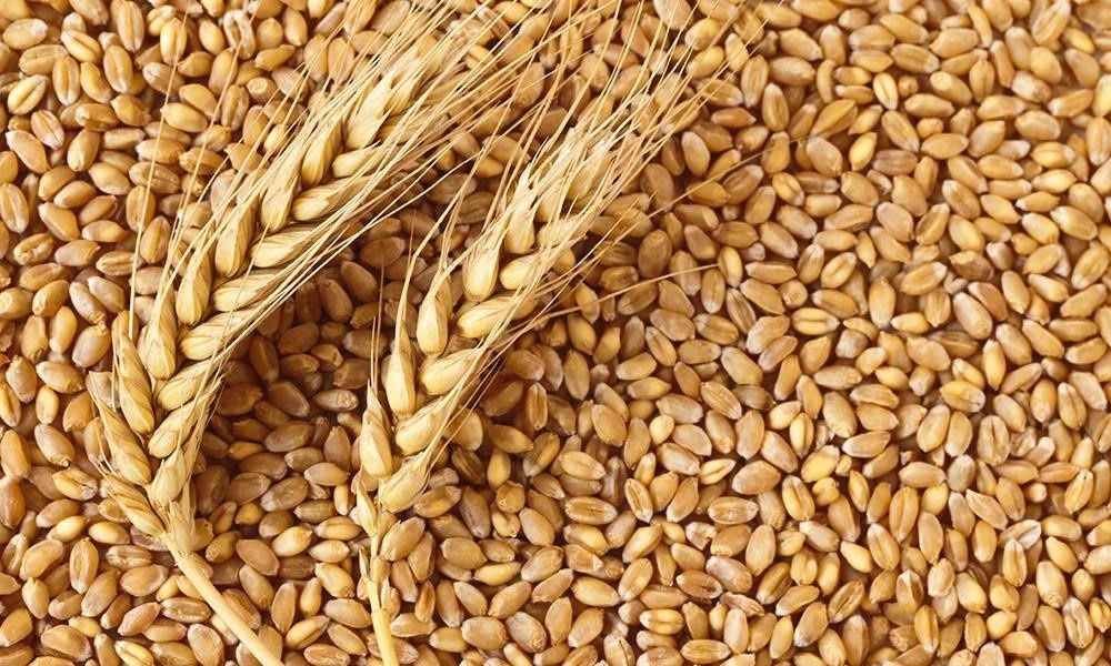 Продам зерно (пшениця та ячмінь)