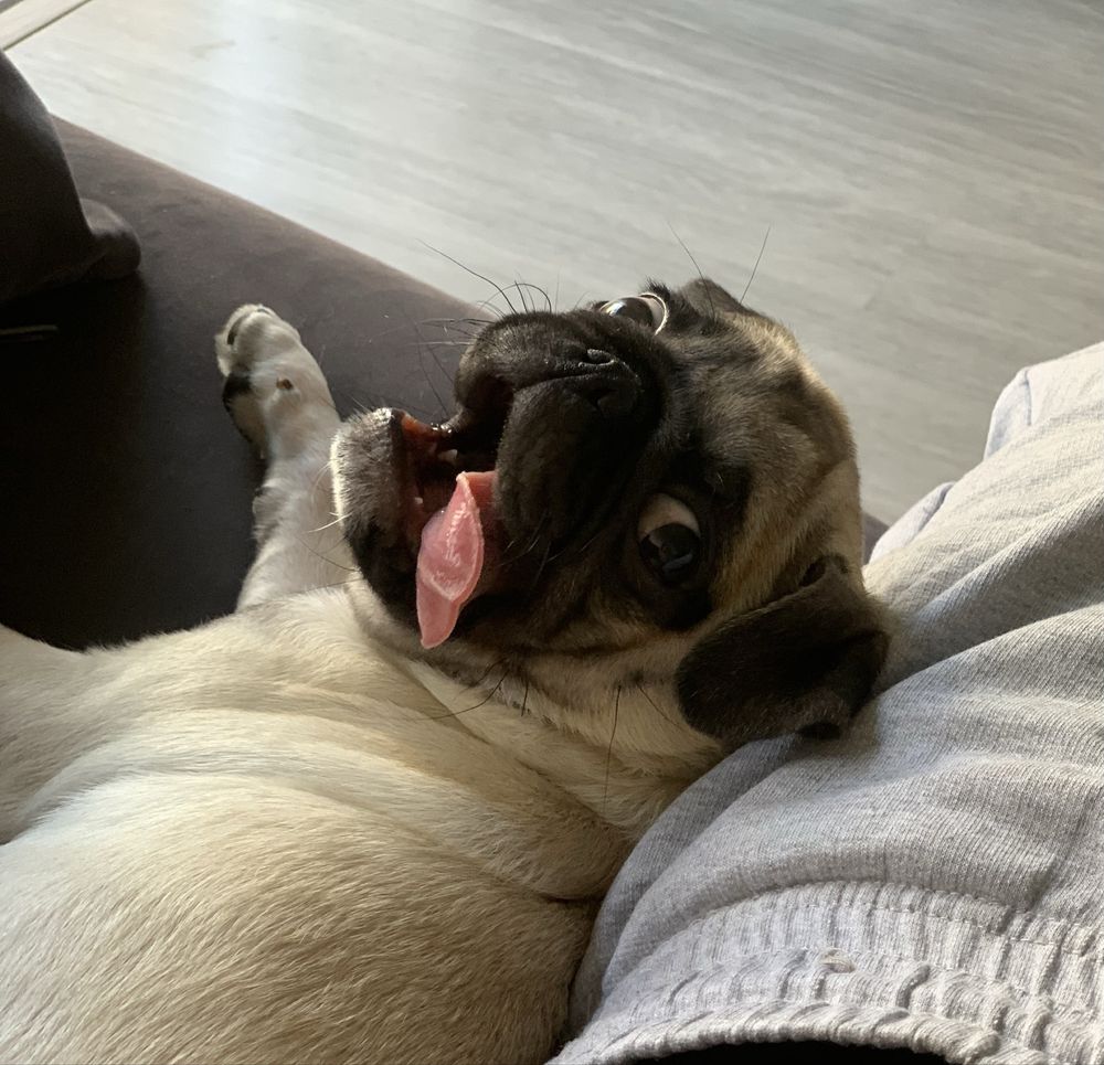 Pug com 3 meses