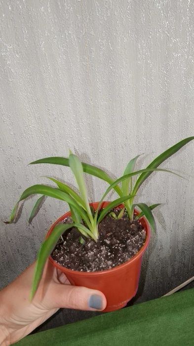 Кімнатні квіти,рослини