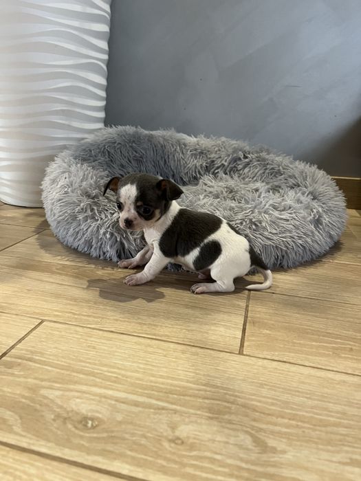 Cudny Łaciaty Niebieski Chihuahua *Miniaturka*