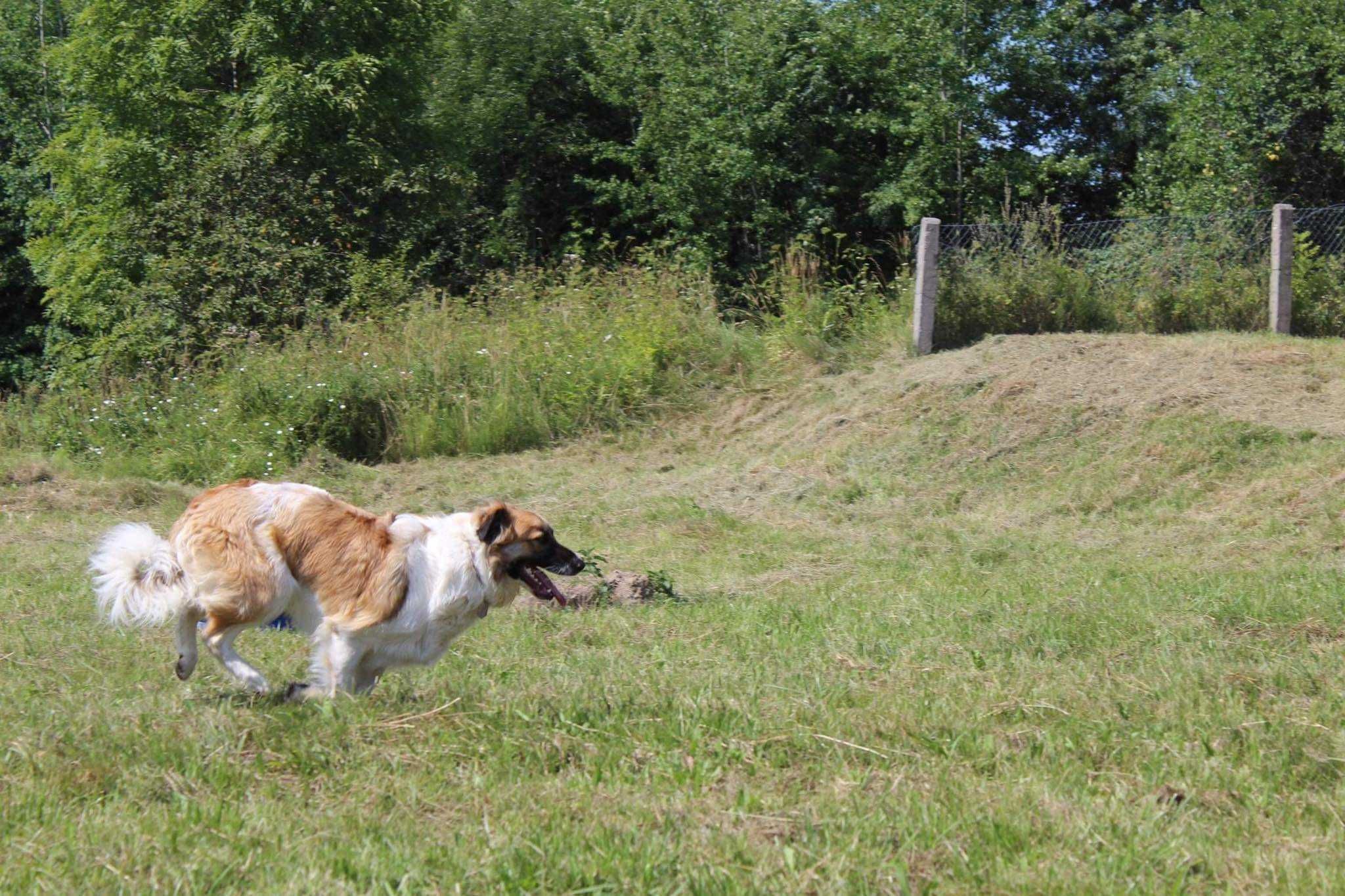 KAPSLOK cudowny, zapomniany DO ADOPCJI