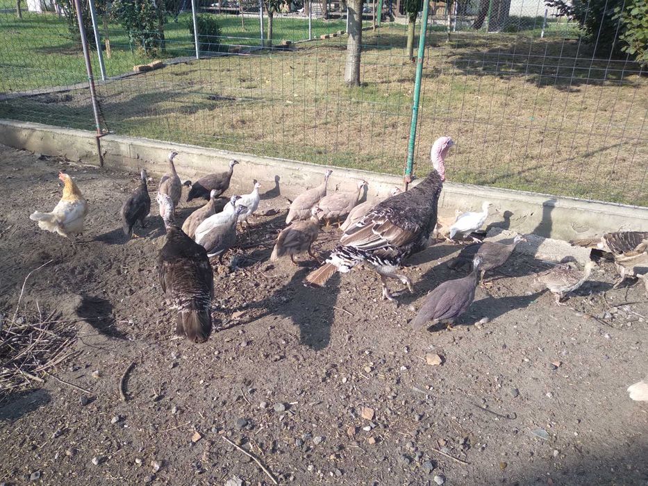 perliczki samce i samice