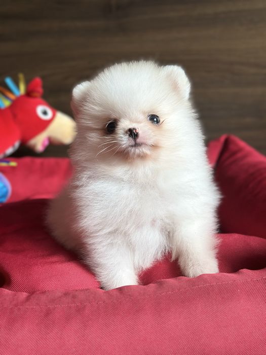 POMERANIAN szpic miniaturowy chłopiec :)