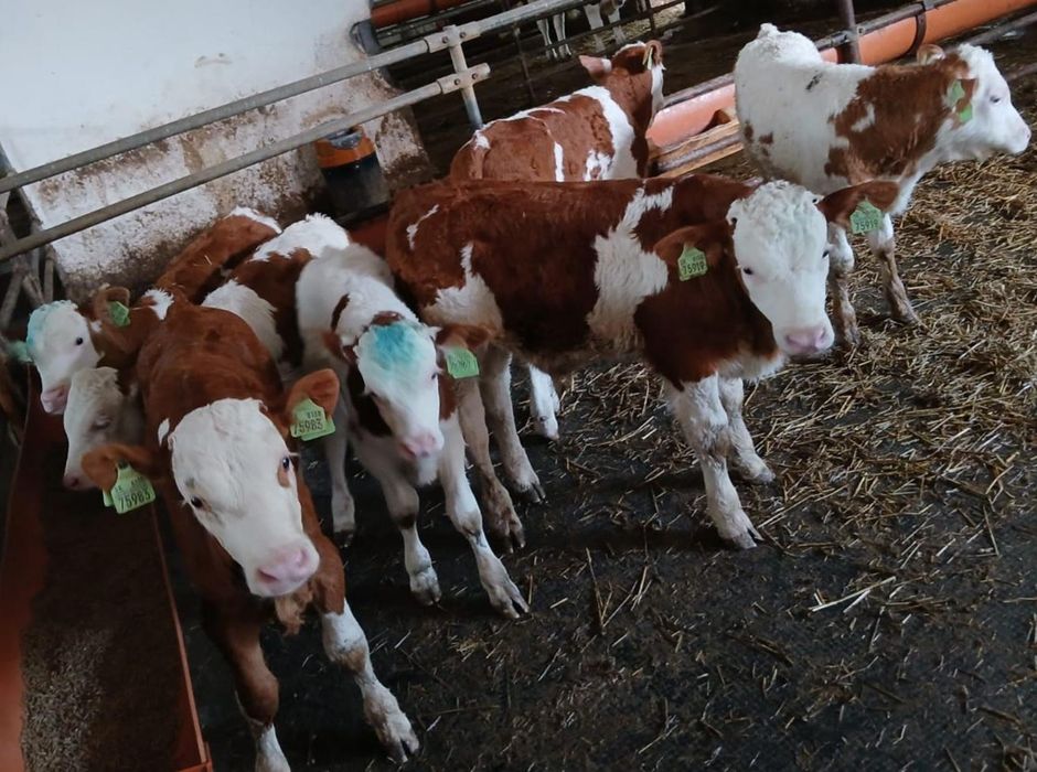 Cielaczki mięsne i mieszańce