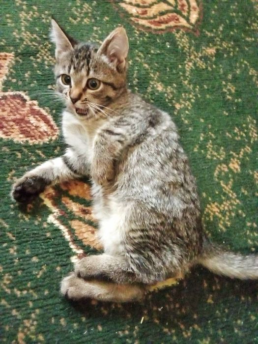 Полосата кішечка 2 місяців в гарні руки