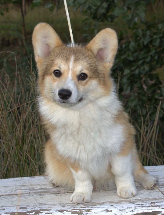 Welsh Corgi Pembroke piesek