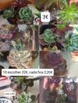 Conjunto de 10 suculentas