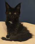 Kotka Maine Coon