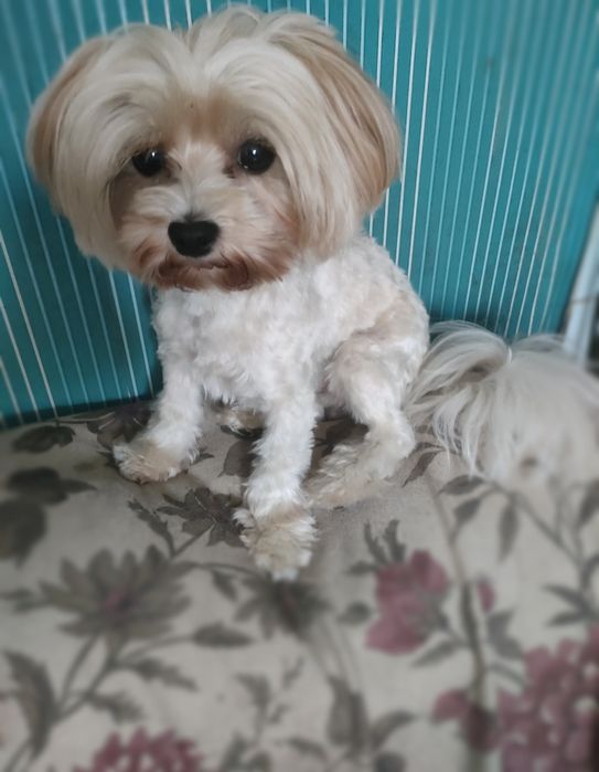 York Yorkshire Terrier Golddust