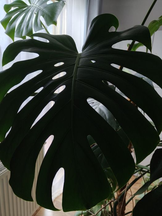 Monstera dziurawa