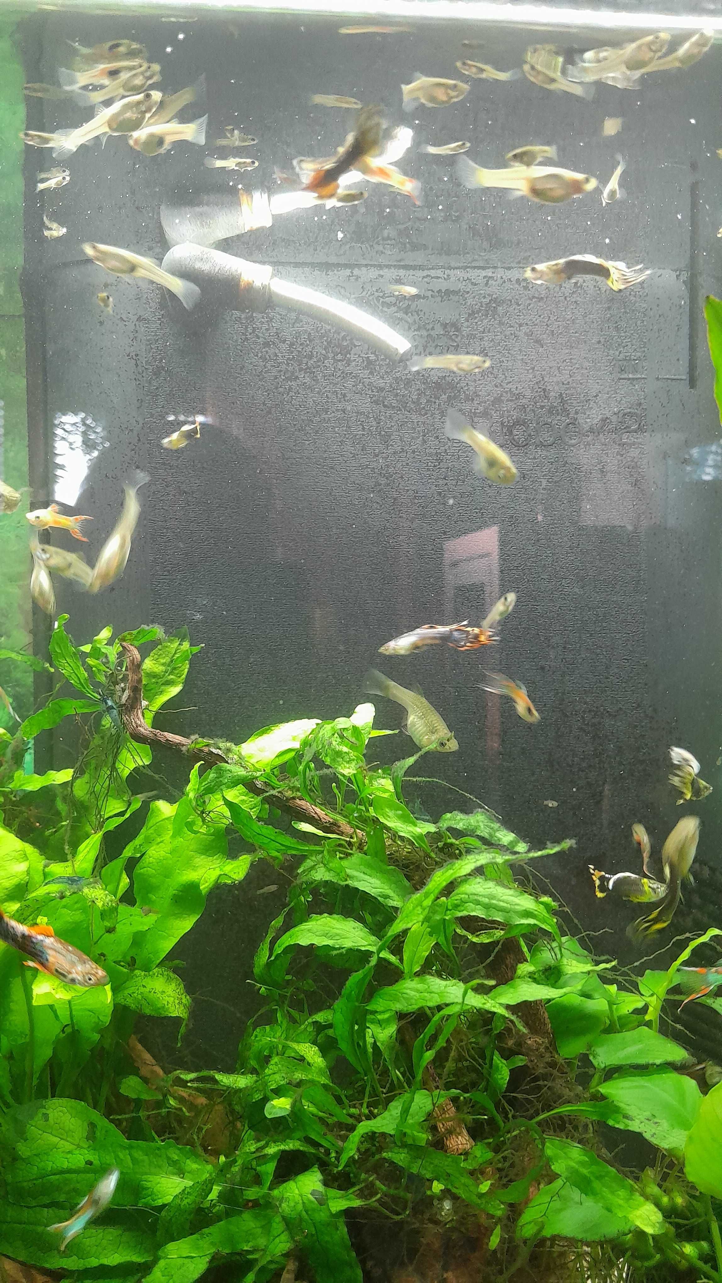 Guppys Endler de cores diferentes