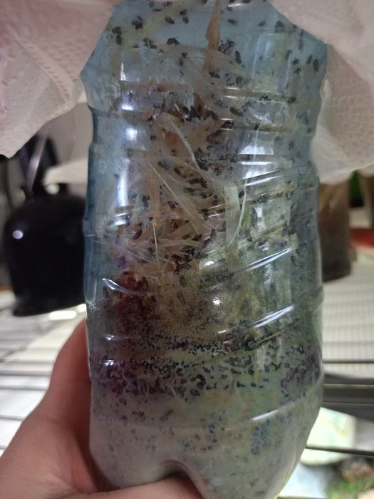 Drodophila hydei, muszki owocówki nieloty