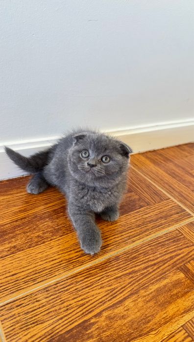 Scottish fold com 2 meses