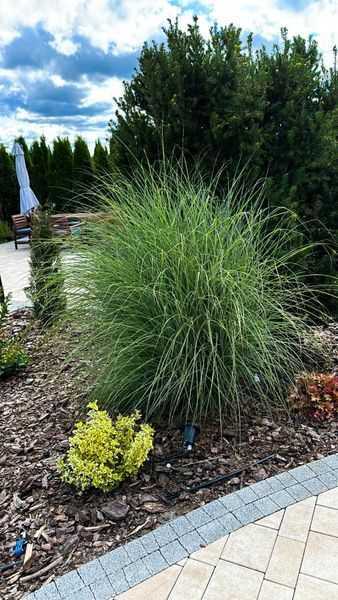 Trawy Ozdobne - Rozplenice Proso Miskanty Turzyca Stipy Pampasowe