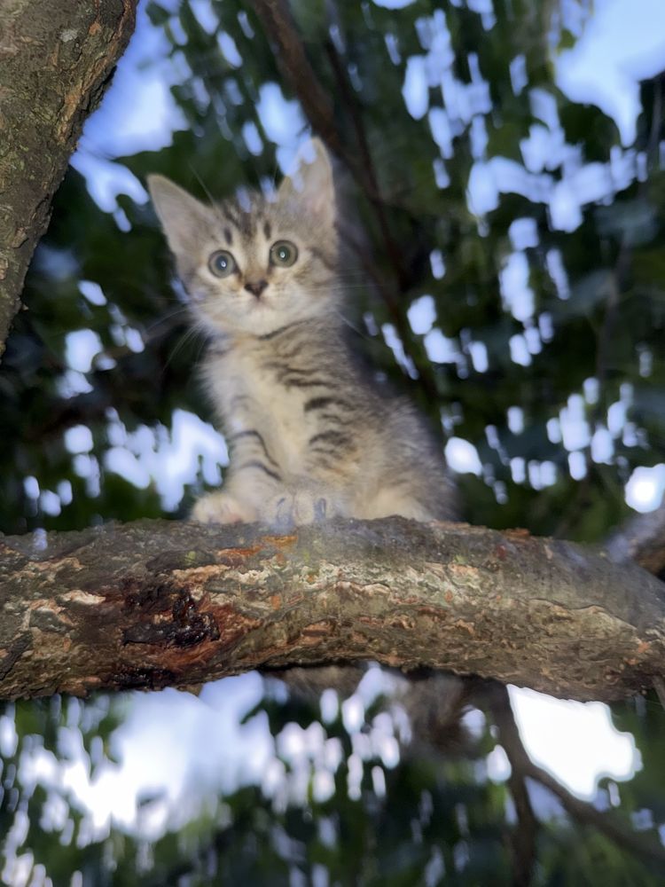 Кошенятко шукає родину. Котики
