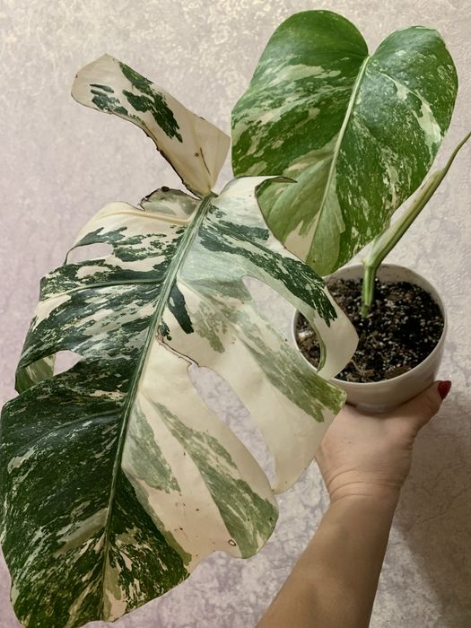 Продам монстеру Альба